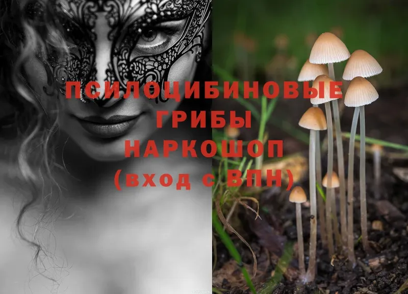 что такое   Оленегорск  кракен зеркало  Галлюциногенные грибы Psilocybine cubensis 